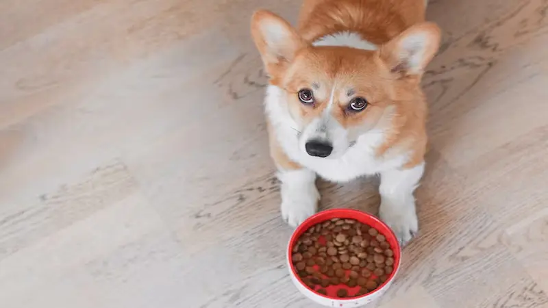 Find the Perfect Balance: Your Ultimate Guide to Affordable, Nutritious Dog Food