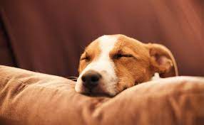 愛ペットを守る最高の一手！今すぐチェックすべきペット保険のすすめ